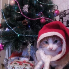 Фото участника (-цы): Елена