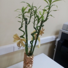 Фото участника (-цы): Екатерина