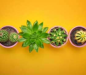 Подбираем комнатное растение по знаку зодиака