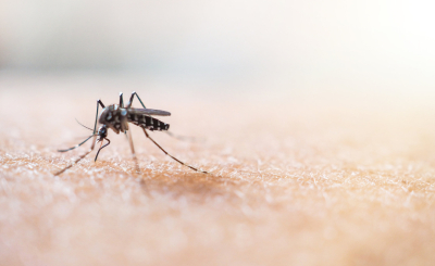 Для путешественников: что нужно знать о малярии?