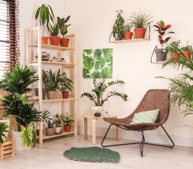 Как правильно подобрать комнатные растения под интерьер дома