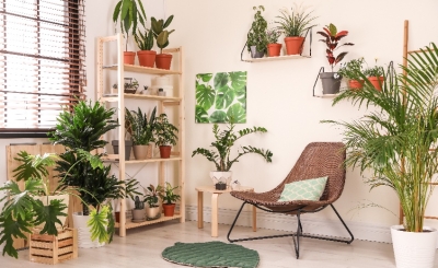 Как правильно подобрать комнатные растения под интерьер дома